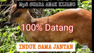 mp3 SUARA ANAK KIJANG (cocok untuk pikat induk sama jantan)