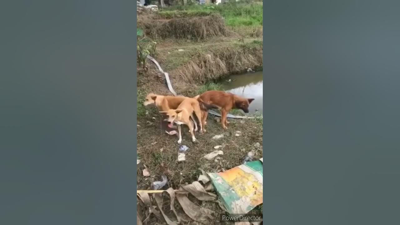 Two male dogs mating one female dog shorts youtube