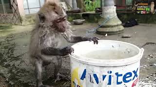 Funny Baby Monkey takes a Bath #funnyanimals #monkey #monkeybaby #funny #fluffy