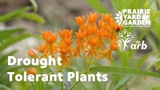 Drought tolerant Plants | Ask the Arboretum Experts