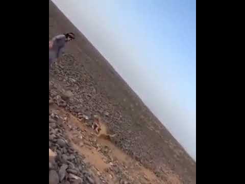 تحرش بالذيب وقلب عليه الذيب