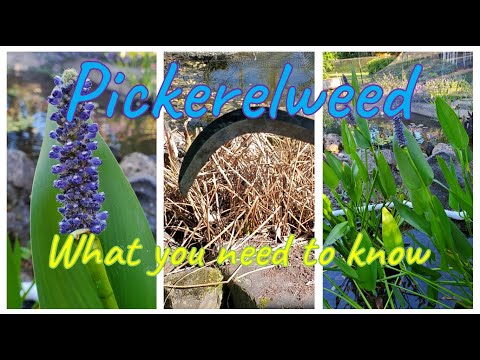Pickerelweed "What it does, how to maintain, and the many benefits"