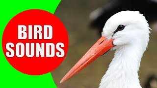 WATER BIRDS Sounds  Shore Birds, Sea Birds, Aquatic Birds and Waterfowls Identification Video