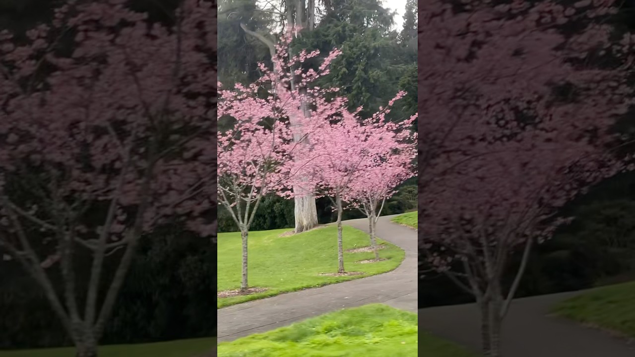 Hamilton Lake, New Zealand 🇳🇿 