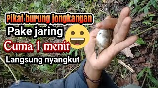 pikat burung jongkangan //cuma butuh waktu 2 menit langsung nyangkut✌️