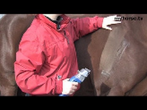 Video: Hvordan Man Klipper En Hest