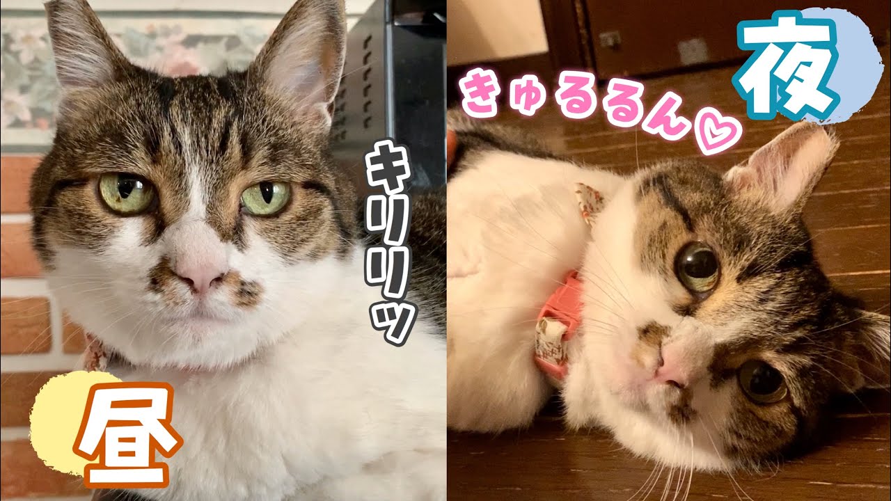 猫の昼と夜とでの 猫の昼と夜とでの
