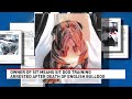 Las Vegas dog trainer arrested after bulldog dies after training session
