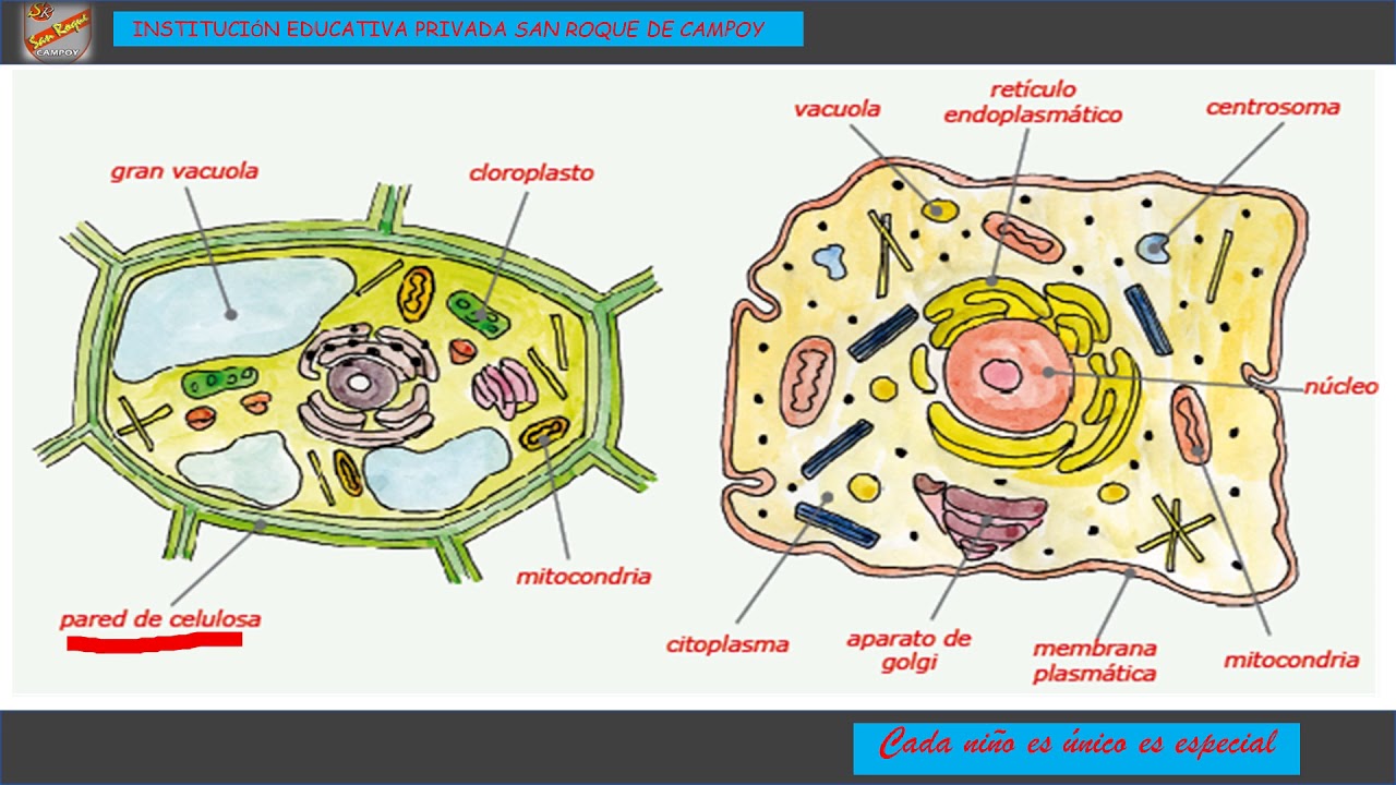 Diferencias Entre La Célula Animal Y Vegetal 5° Youtube