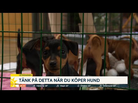 Video: Miniatyr Pinscher Hundras Allergivänlig, Hälsa Och Livslängd