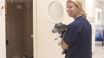 IVC Evidensia - Sweden