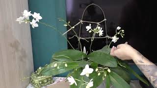 Phalaenopsis Jungle Soft Cloud ! ВЫПУСТИЛА 11 ЦВЕТОНОСОВ screenshot 5