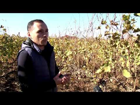 რა ღონისძიებებია აუცილებელი ხარისხიანი ღვინის მისაღებად