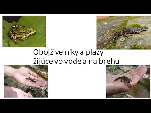 Video: Ako dýchajú obojživelníky na súši a vo vode?