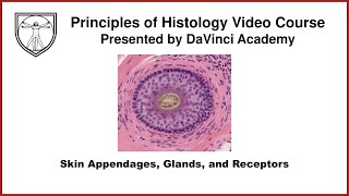 Skin Appendages, Glands, and Receptors [Integumentary System Histology 2 of 2]