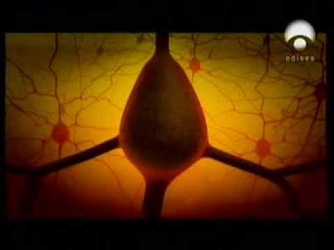 Vídeo: La Vida Del Cerebro