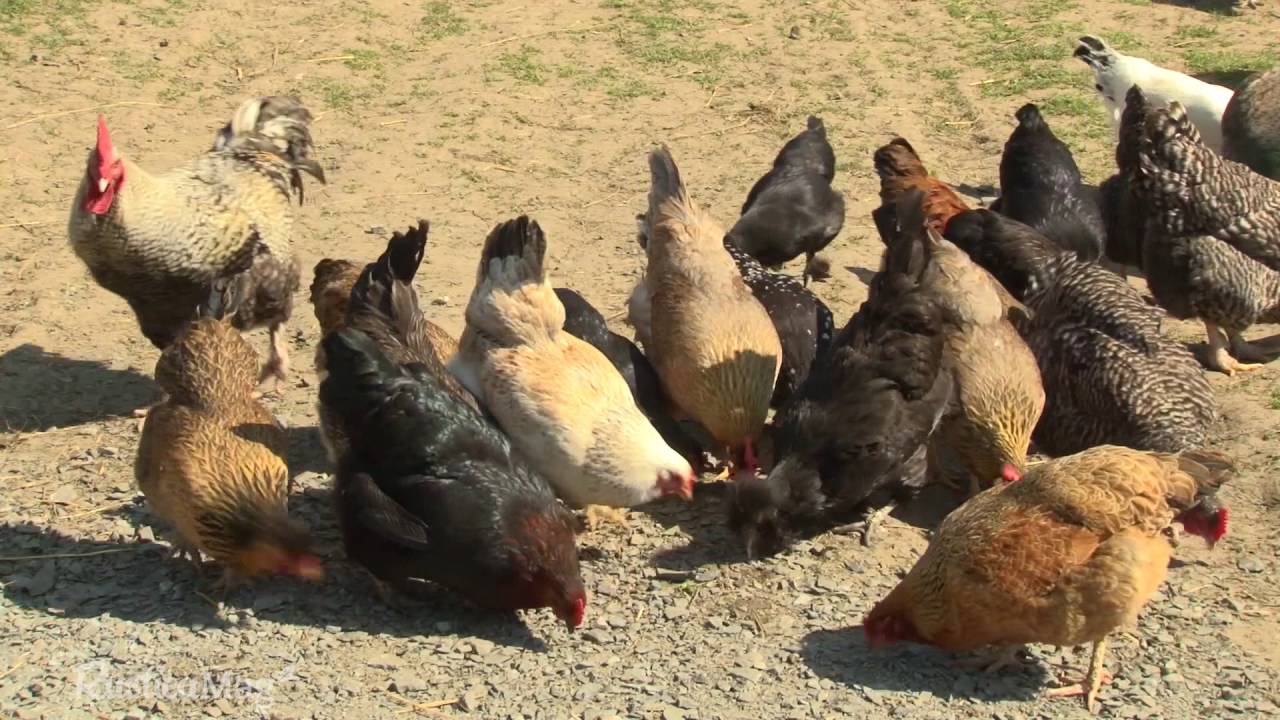 RusticaMag saison 3 - 2 Heures - Compilation #01 - YouTube