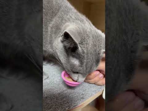 【猫】今日のおやつ 1月16日　#cat #kawaii #ロシアンブルー