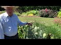 In the Garden With Dave: Switchgrass