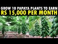 Grow 10 papaya plants to earn Rs 15,000 per month | Papaya Farming / Papaya Cultivation