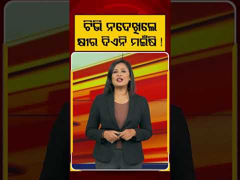 ଟିଭି ନଦେଖିଲେ କ୍ଷୀର ଦିଏନି ମଇଁଷି! | Animal Behavior | Social Media Viral | Buffalo Lover | Argus News