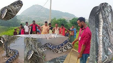 Python snake trapped in the net of Pahadpur Mandar Hill Banka. Python in the net of Pahadpur Mand...