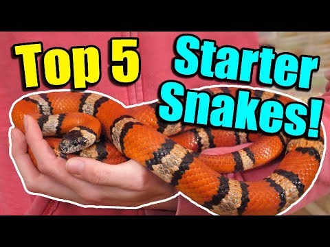 Video: What Snakes Are Considered Non-venomous