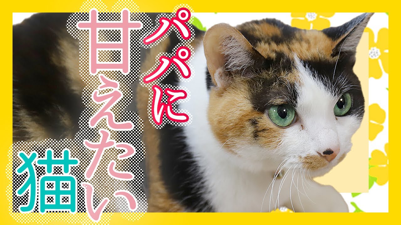 パパに甘えたくて仕方がないかわいい猫 三毛猫 Youtube