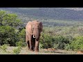 Travel in Africa. Cheetahs,  Elephants, Giraffes, Buffaloes,  Antelopes