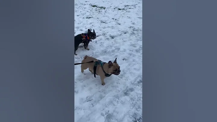 Who needs huskys when you have Frenchies