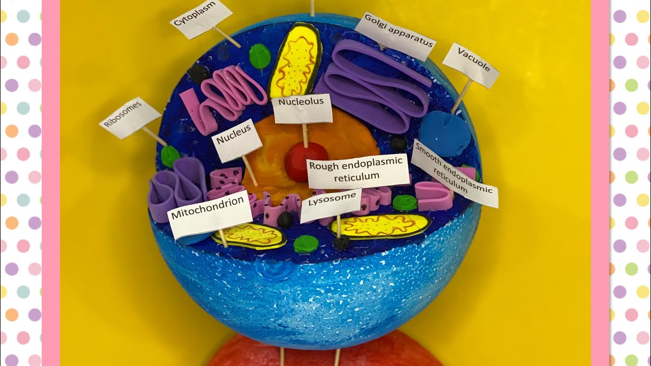 animal cell labeled project