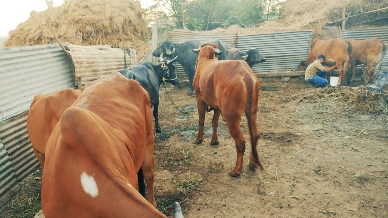  India  Village  Small  Cow Farm in Indian  Village  Milkman 