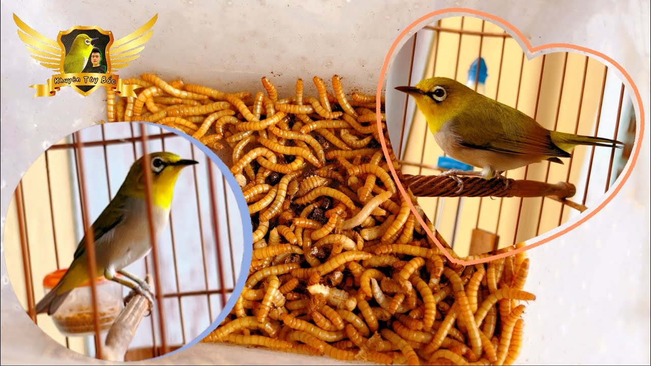 Chăm Chim Khuyên Tốt Bằng Sâu Quy - Nó Không Nóng Như AE Nghĩ Nếu Biết Những Cách Này | KTB