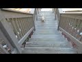Pearl running up the long......stairs @ 12 1/2 Years old !