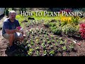 How to plant pansies and snapdragrons