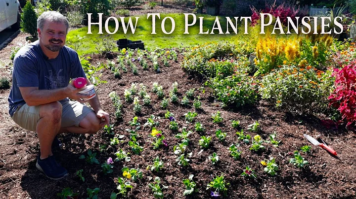 How to Plant Pansies and Snapdragrons