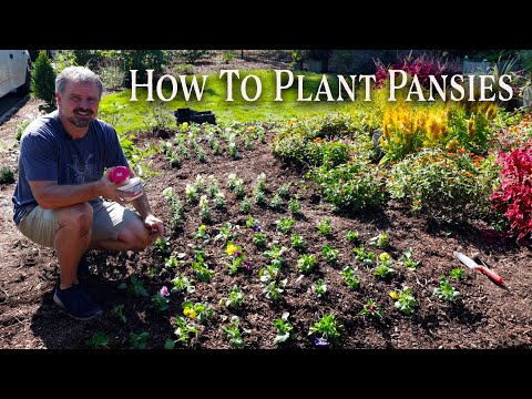 How to Plant Pansies and Snapdragrons