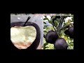 about black diamond apples//#shorts//#black diamond apple&#39;s//Where the black diamond apple are there