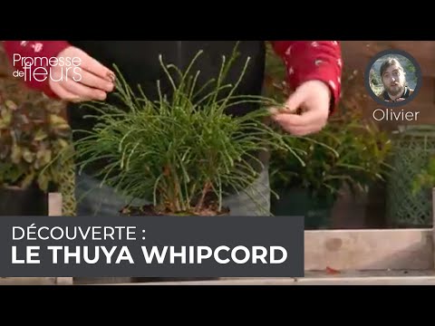 Vidéo: Description de la variété de thuya Western Woodwardy. Thuja western Woodwardy: plantation et entretien