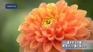 夏を彩る大輪　町田ダリア園で見ごろ
