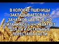 Как увеличить количество зерен в колосках пшеницы