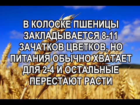 Как увеличить количество зерен в колосках пшеницы