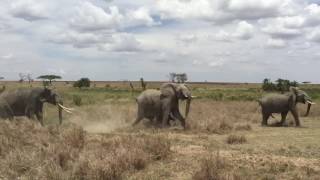 Elephants charge lions