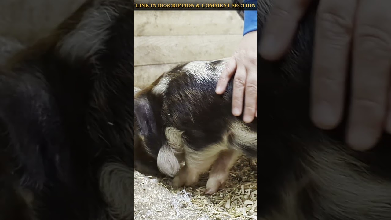 Ну что ж, Пятачок Тимбит встречает своих пернатых друзей!