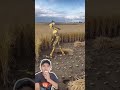 rice harvesting robot