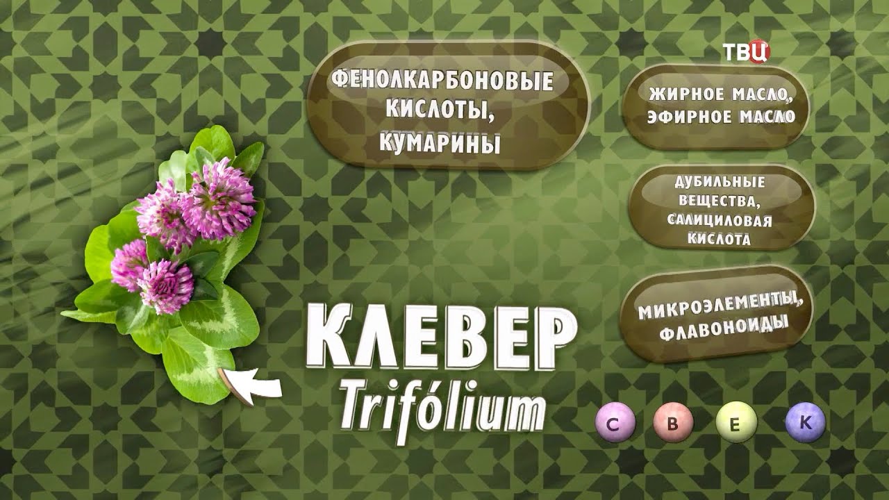 Клевер от холестерина