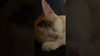 Спим сладко  #котята #кошки #животные