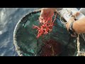 Corail rouge en sardaigne une pche dangereuse mais lucrative  france 24