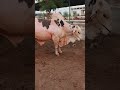 Beautiful Gulabi Bull mashallah #viralvideo #viralshort #livestockbreeding #animals #vlog #bullfarm
