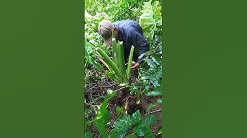 VÔ NGAY ĐÁM CỦ BẠC HÀ NÚI.